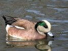 American Wigeon (WWT Slimbridge March 2011) - pic by Nigel Key